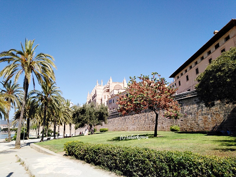 katedra de seu palma de mallorca